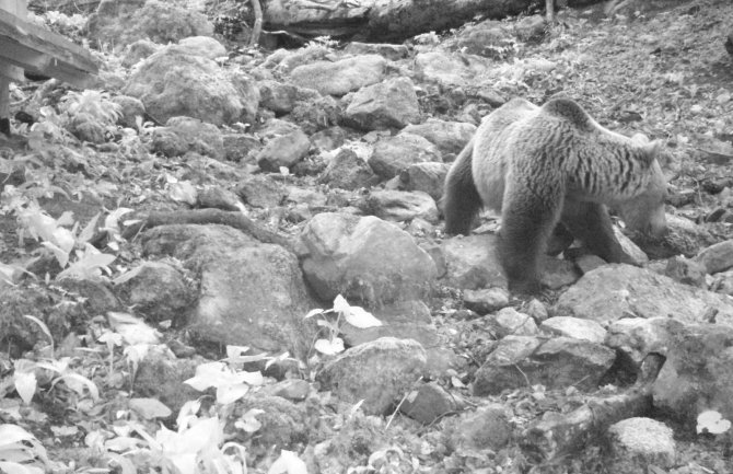 Kamere u Biogradskoj gori zabilježile krupan primjerak mrkog medvjeda