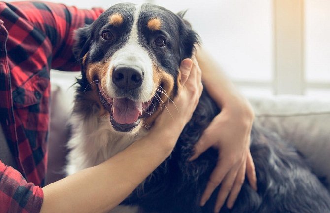 Naučnici tvrde: Psi mogu da prepoznaju lošeg čovjeka 