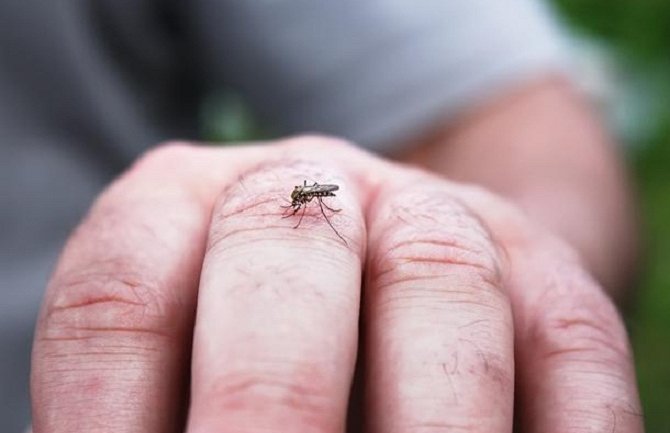 Naučnici otkrili mikrob koji bi mogao da zaštiti komarce od zaraze malarijom