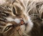 Mačak u Kataloniji pozitivan na koronavirus