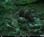 Mrki medvjed se odomaćio na Biogradskoj gori, pogledajte snimak (VIDEO)