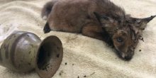Problem velikih ušiju: Mladunče lisice pronađeno sa baštenskom vazom na glavi (FOTO)