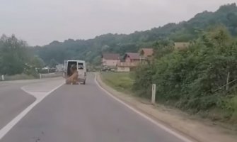Nevjerovatan prizor: Krava ispala iz vozila, vozač nije ni primijetio (VIDEO)