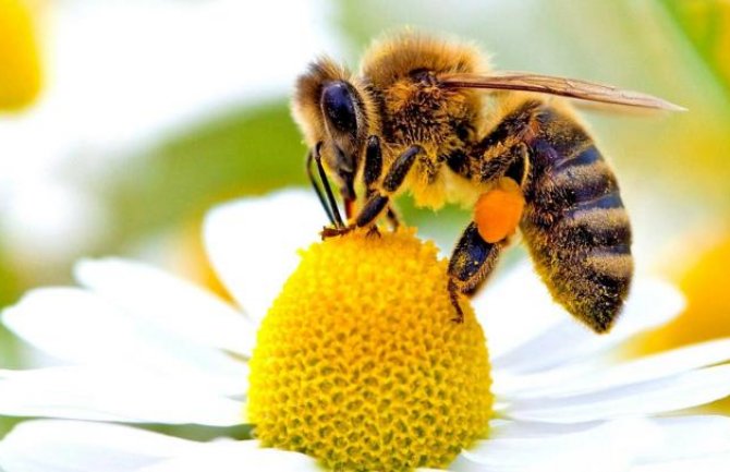 Danas je Svjetski dan pčela: Čuvajući pčele štitimo životnu sredinu