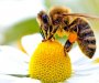 Obilježavaju Svjetski dan pčela