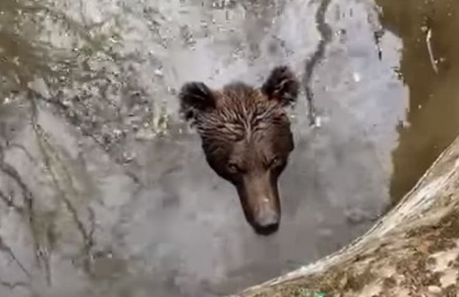 ' Medo, kako si upa' u bunar, Bog ti pomoga'': Hercegovci spasili medvjeda i oduševili region (VIDEO)