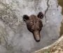 ' Medo, kako si upa' u bunar, Bog ti pomoga'': Hercegovci spasili medvjeda i oduševili region (VIDEO)