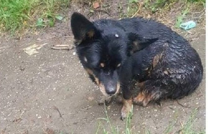 Pas sa ekserom dužine 5 centimetara u glavi pronađen u Novom Sadu (FOTO)