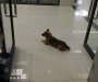 Pas u bolnici čekao svog vlasnika tri mjeseca koji je umro od koronavirusa