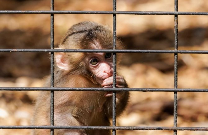 Na Gibraltaru zabranjeno dodirivanje makaki majmuna zbog korone