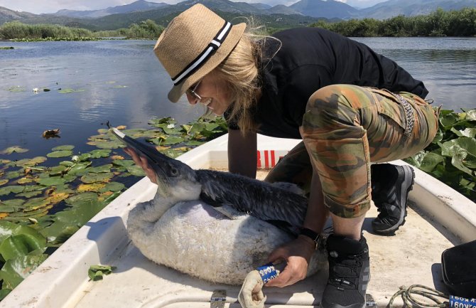 Realizovano prstenovanje mladih pelikana u NP Skadarsko jezero