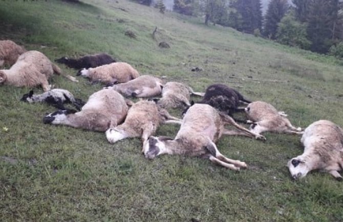 Tužan prizor u bjelopoljskom selu: Grom usmrtio 13 ovaca