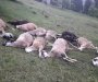 Tužan prizor u bjelopoljskom selu: Grom usmrtio 13 ovaca