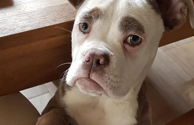 Pas postao influenser, na Instagramu ga prati više od 130 hiljada ljudi (FOTO)