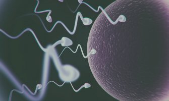 Stručnjaci tvrde: Jajne ćelije biraju spermatozoide koji će da ih oplode