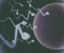 Stručnjaci tvrde: Jajne ćelije biraju spermatozoide koji će da ih oplode