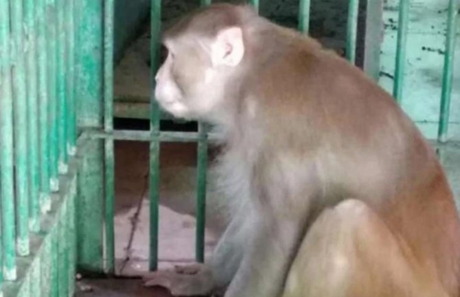 Indija: Majmun alkoholičar doživotno u kavezu