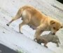 Bezuslovna majčinska ljubav: Keruša spasava štene od bujice (VIDEO)