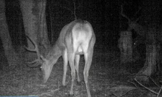 Kamere - zamke uslikale jelena i srnu u Biogradskoj gori (VIDEO)