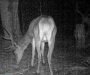 Kamere - zamke uslikale jelena i srnu u Biogradskoj gori (VIDEO)