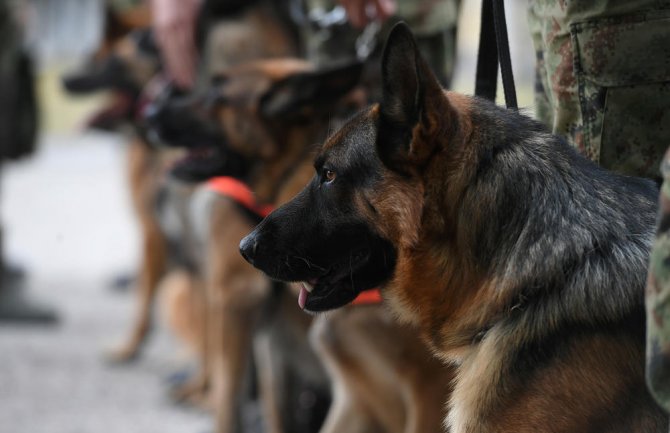 Korona tragač: Austrija dresira pse da pronađu oboljele od koronavirusa