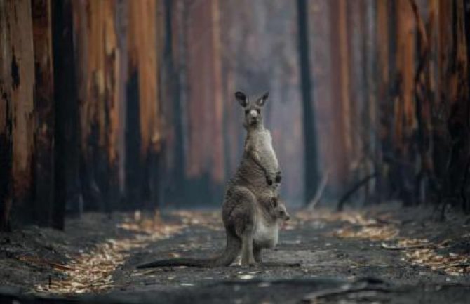 Australija: Gotovo tri milijarde životinja stradalo ili izgubilo staništa u katastrofalnim požarima 