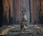 Australija: Gotovo tri milijarde životinja stradalo ili izgubilo staništa u katastrofalnim požarima 