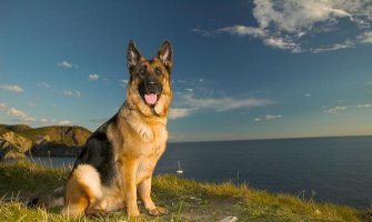 SAD: Uginuo Badi,  prvi pas koji je imao koronavirus 