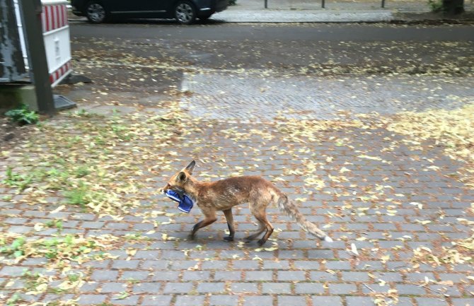Lisica napravila kolekciju: Ukrala stotinu papuča i patika u Berlinu(FOTO)