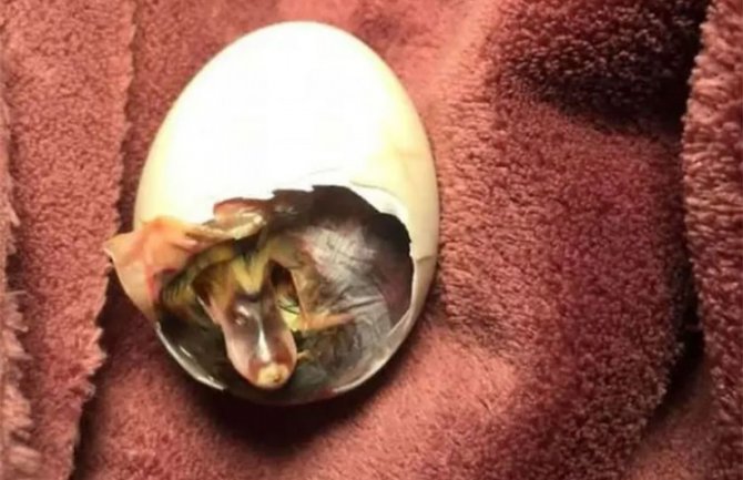 Nosila napuklo jaje u grudnjaku, nakon mjesec dana izleglo se pače