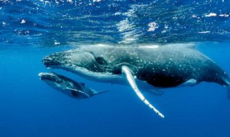 Ronilac tvrdi da ga je progutao grbavi kit i da je u njegovim ustima proveo oko 40 sekundi