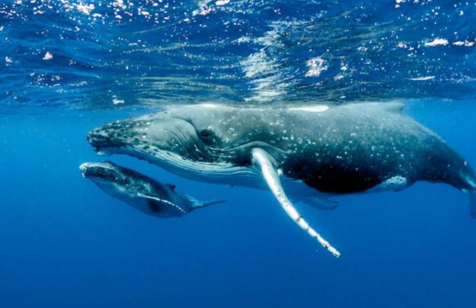 Grbavi kit povrijedio ženu dok je ronila kod obale Australije