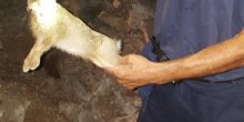 Podgorica: Vatrogasci gasili pet požara i spasili mladunče zeca  