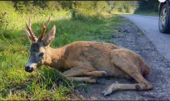 Pljevlja: Ranjen srndać na seoskom putu, psi ga živog rastrgli