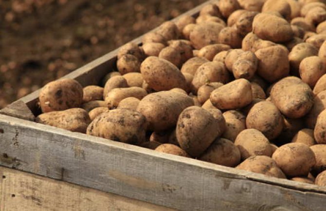 Ministarstvo podržava skladištenje i povlačenje viškova mladog krompira i lubenice