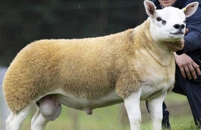 Najskuplja ovca na svijetu prodata za 490 hiljada dolara
