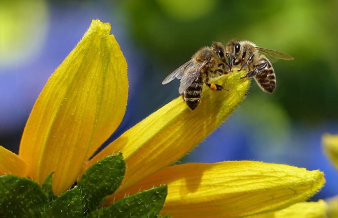 Otrov pčela uništava agresivne ćelije raka dojke 