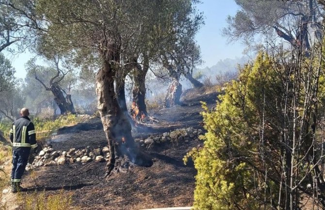 Desetine stabala masline uništeno u požaru na Maslinadi