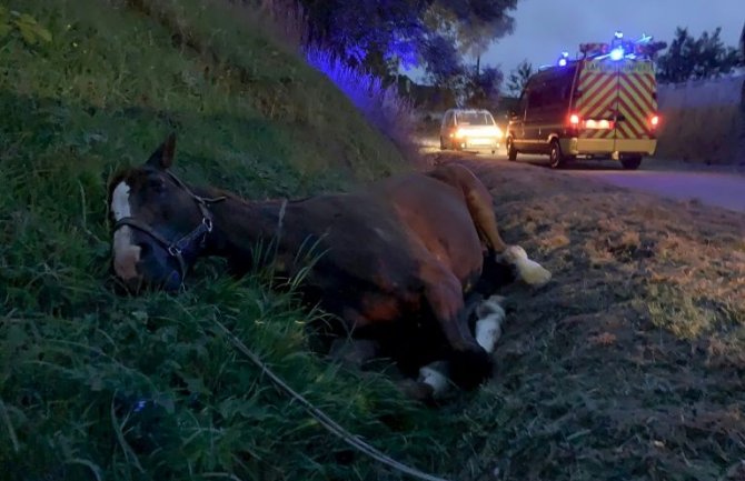 Zabrinuti ljubitelji konja širom Francuske, nesrećnim životinjama sjekli uši i genitalije, drali kožu