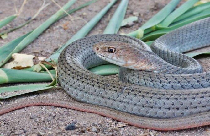 Pljevlja: U dvorištu kuće uhvaćena zmija otrovnica 