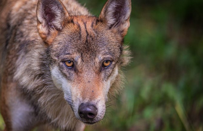 Podgorica: Okončana potjera za odbjeglim vukom