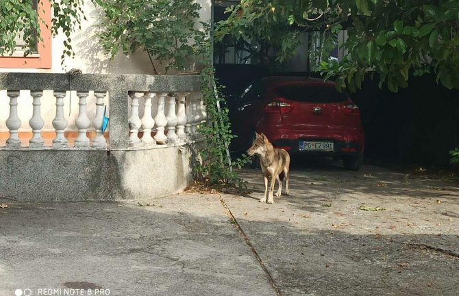 Podgorica: Uhvaćen vuk koji je uskočio u dvorište porodične kuće
