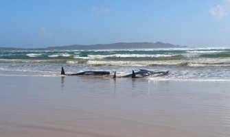 Oko 380 kitova pilota uginulo na zapadnoj obali Tasmanije