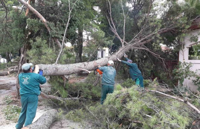 Nevrijeme u Podgorici: Tokom noći oborena stabla, uništeno više automobila... (FOTO) 