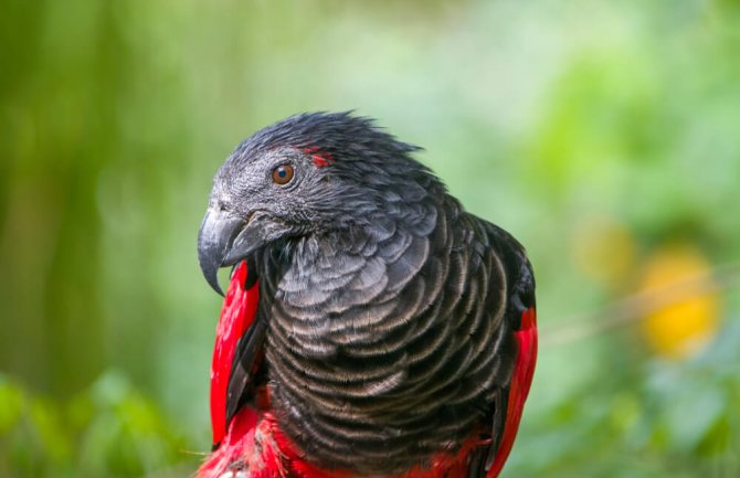 Papagaji uklonjeni iz zoo-vrtaa, međusobno podsticali jedni druge da psuju