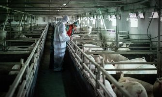 Podizanje svijesti i prevencija ključni u borbi protiv afričke svinjske kuge u Crnoj Gori 