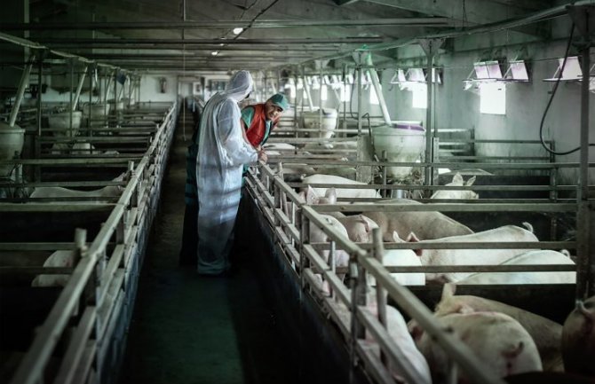 Crna Gora se pridružila Evropskoj agenciji za bezbjednost hrane u borbi protiv afričke kuge svinja