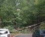 NP Biogradska gora zatvorena za posjetioce zbog oborenih stabala usljed nevremena