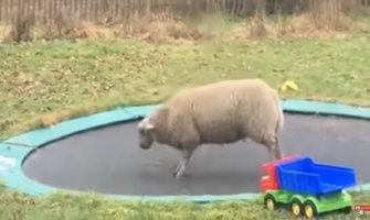 Pogledajte snimak ovce koja skače na trambolini: Pregledan 19 miliona puta (VIDEO)