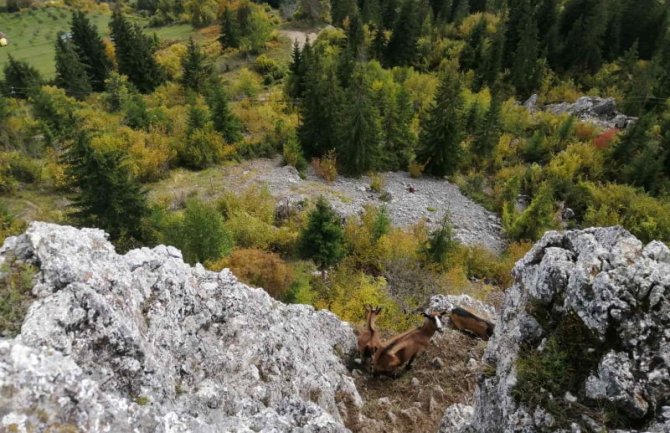 Dva dana koze provele na nepristupačnoj litici: Lovci ih ugrozili, Madžgalj spasio
